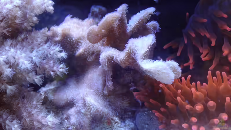 decusatta und Anemone von Seewasserpanscher (42)