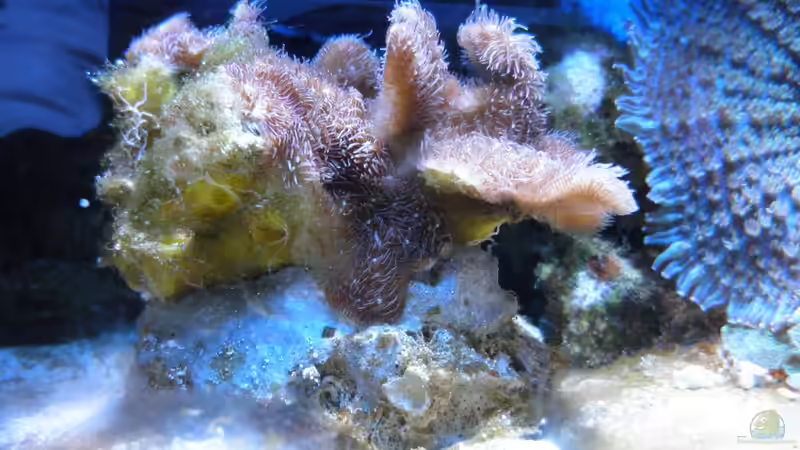 Decussata nach dem einsetzen von Seewasserpanscher (47)