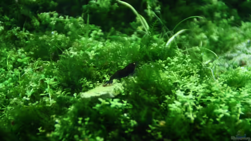 Deep Blue Tiger OE von Arami Gurami (23)