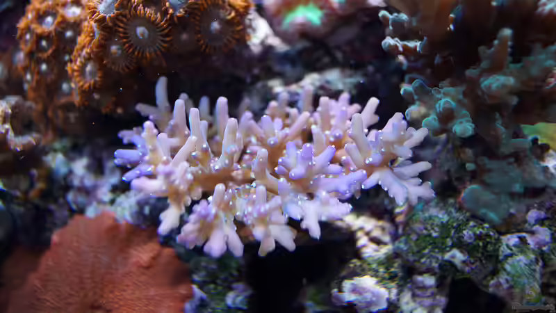 Deepwater-Acropora von MartinS (30)