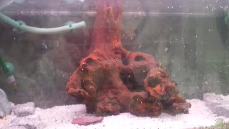 Dei Mauer und die wurzel von Thomas Weißleder (10)