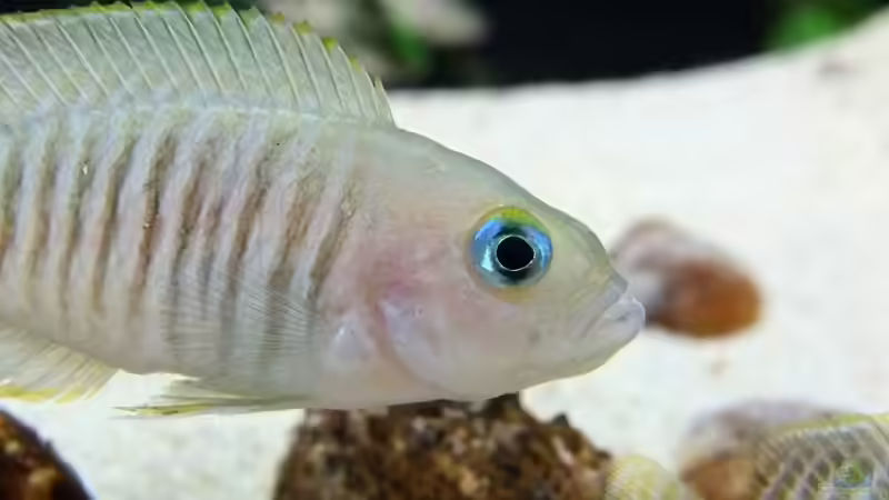 Deine blauen Augen... von axolotl (33)