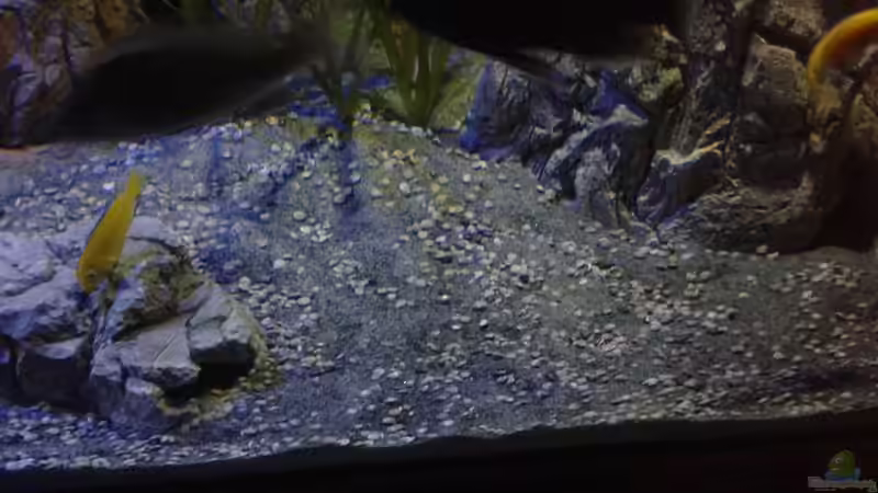 Deko 28.02.2015 von Noah (19)