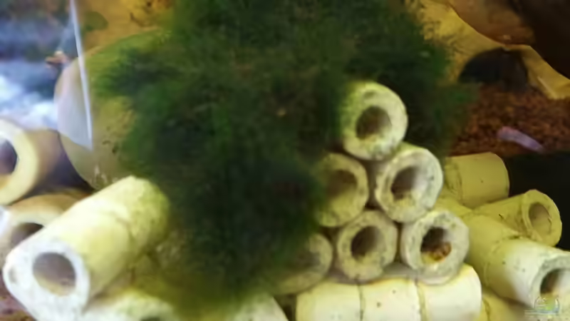 Deko aus Filterringen mit Mooskugel von Sandra 1980 (5)