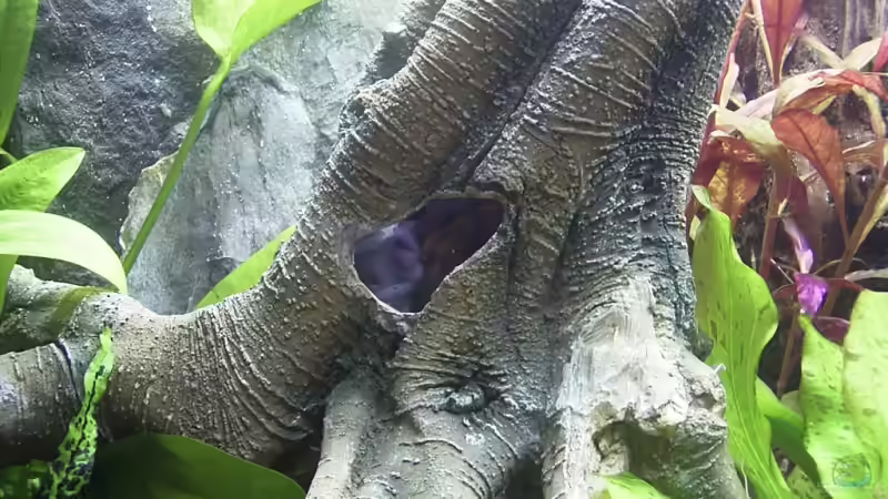 Deko-Baumstumpf von Bernd Milbrandt (10)