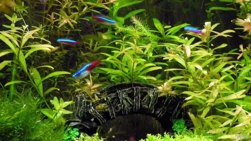 Deko Brücke von Carsten Schröder (4)