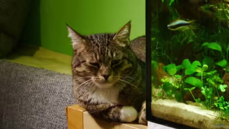 Deko Katerchen^^ von Zebraschneggla (36)