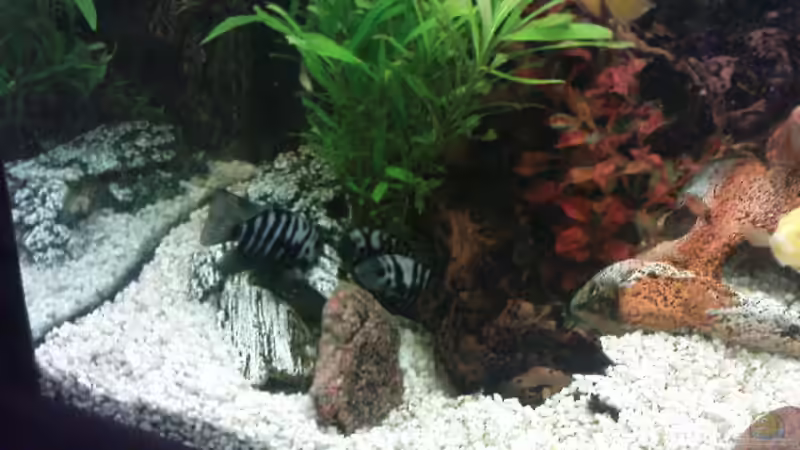 Deko Kunstoff von Stgt.WEST (16)