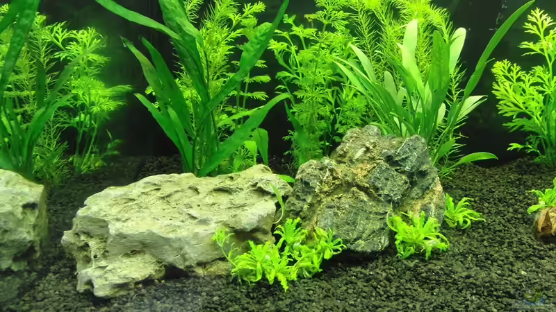 Deko links von Thomas Bube (3)