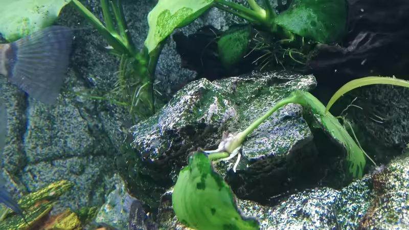 Deko mit Anubia von Chinese Inai (21)