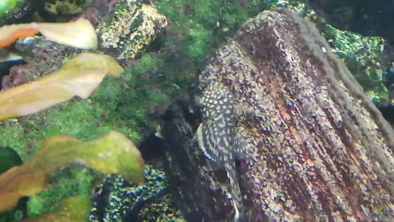 Deko mit Nachwuchs von Chinese Inai (18)