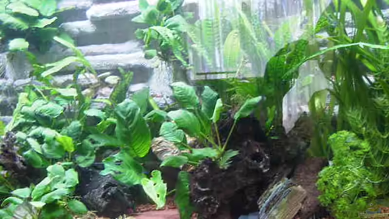 Deko noch sichtbar...das war einmal... von Werner Müller (13)