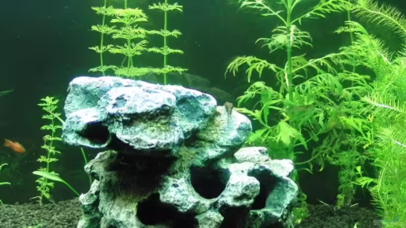 Deko rechts von Thomas Bube (4)