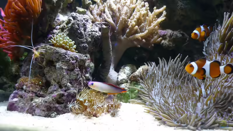 Deko-Schwertgrundel von Red ( Jürgen ) (24)