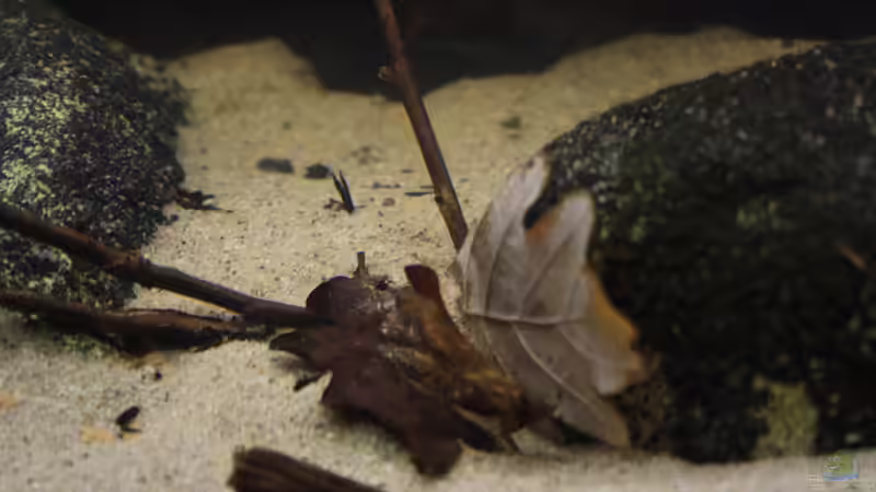 Deko ??ste und Laub  von Florian Bandhauer (55)