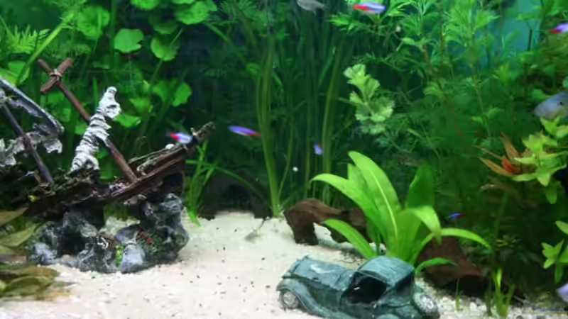 Deko von Sharkbait (3)