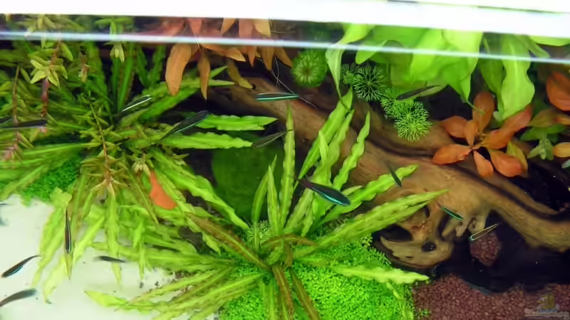 Deko Wurzel von Carsten Schröder (5)