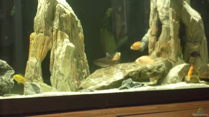 Dekofelsen - noch ohne Algen von malawimimi (6)