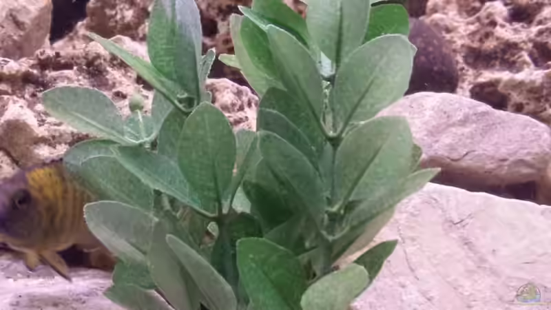 Dekopflanze von Thomas Riemenschneider (7)