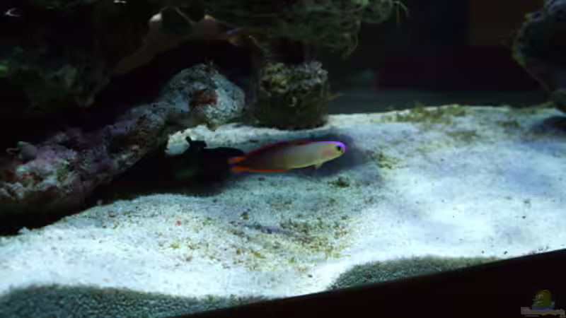 Aquarien mit Nemateleotris decora (Dekor-Schwertgrundel)