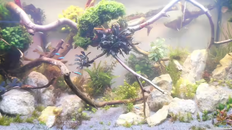 Dekoration Anfang Dezember 2016 von achim-cool (15)