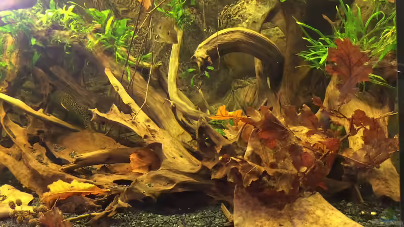 Dekoration aus Laub und Erlenzapfen von Jonas B. (8)