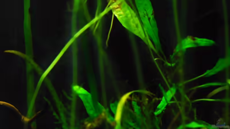 Dekoration im Aquarium 叢迷彩 - Camouflage Dschungel von Benjamin Hamann (8)