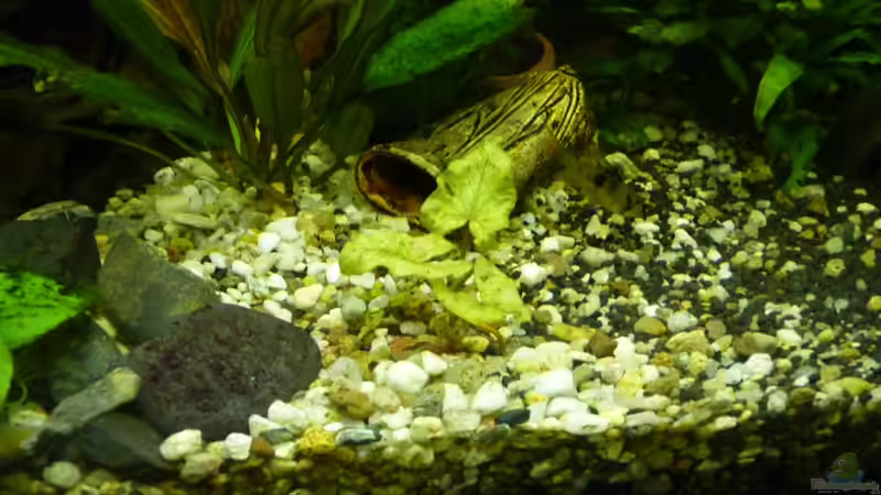 Dekoration im Aquarium ++Neu++ von 19maxi96 (12)