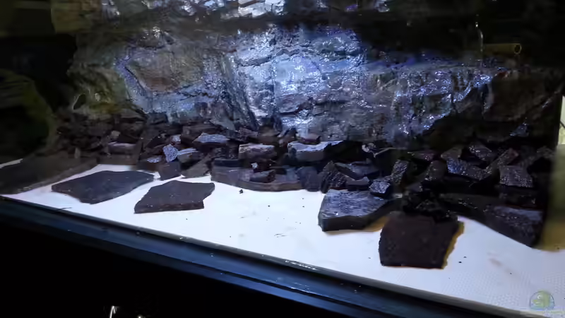 Dekoration im Aquarium -Malawisee in Köln- von Thomas B. (13)