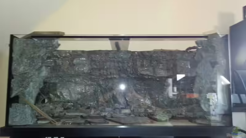 Dekoration im Aquarium -Malawisee in Köln- von Thomas B. (14)