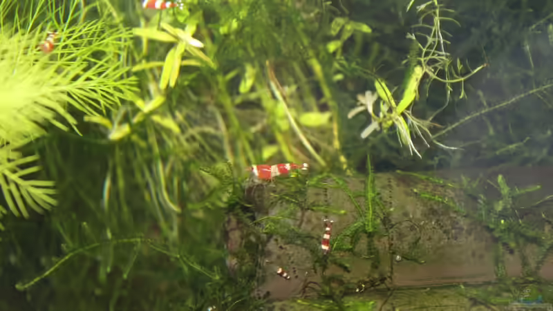 Dekoration im Aquarium 1. Versuch Nano Cube von Ralf Kottmeier (17)