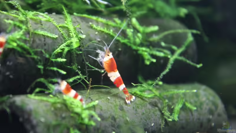 Dekoration im Aquarium 1. Versuch Nano Cube von Ralf Kottmeier (18)