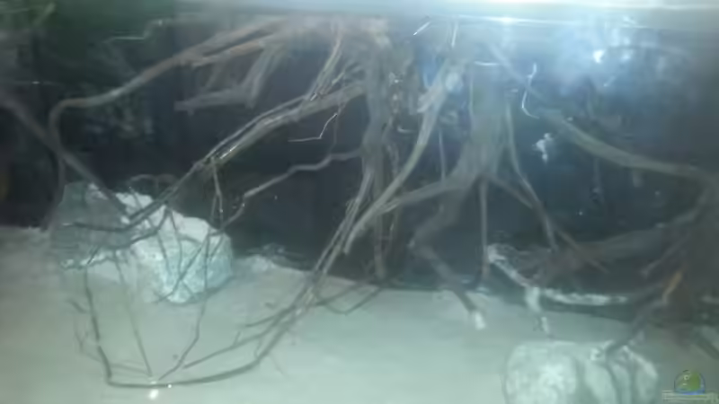 Dekoration im Aquarium 1000l Altum-Biotop von Der Fischer (17)