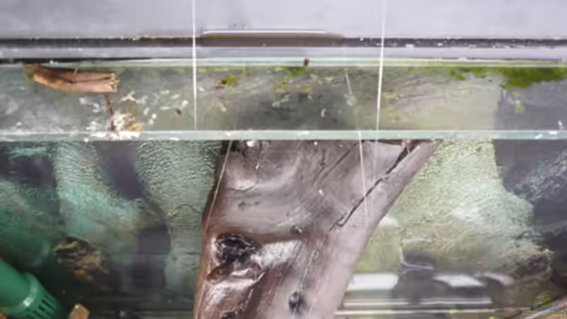 Dekoration im Aquarium 112 Südamerika,N von Cichlid Power (31)