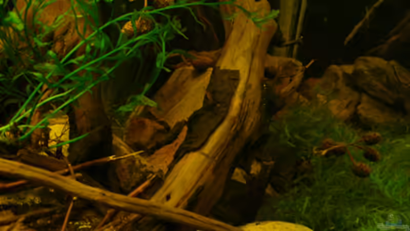 Dekoration im Aquarium 112 Südamerika,N von Cichlid Power (33)