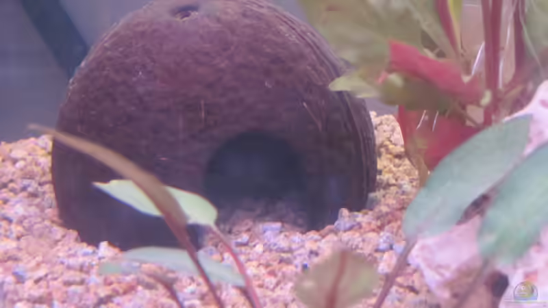 Dekoration im Aquarium 120 Liter Roter von Rio von Patrick S. (7)