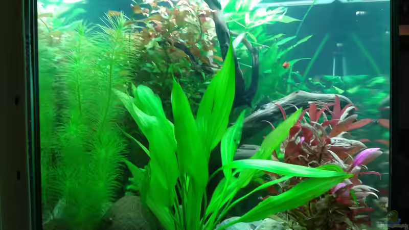 Dekoration im Aquarium 120l Geselschaftsbecken von Ronny Wagner (4)
