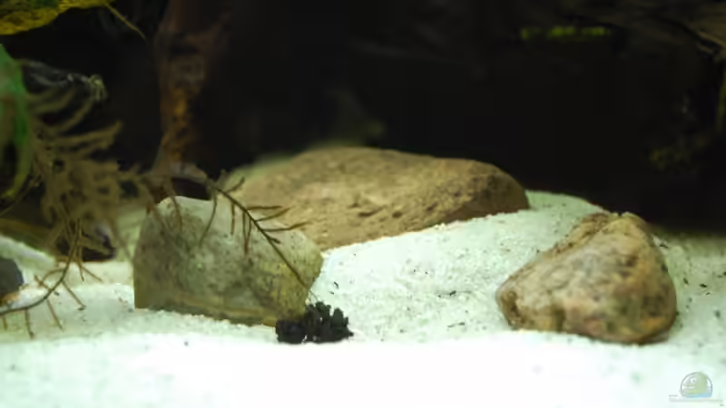 Dekoration im Aquarium 130cm Asiatisches Flachwasser-Biotop von Berlin42 (47)