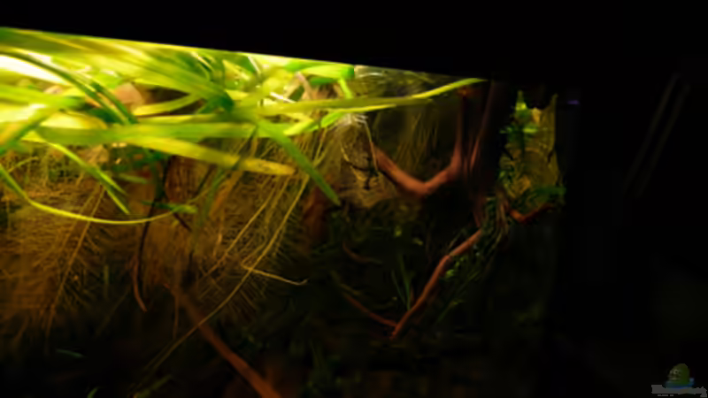 Dekoration im Aquarium 133er von Cichlid Power (12)