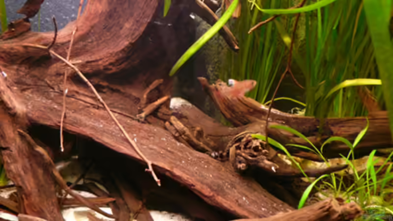 Dekoration im Aquarium 133er von Cichlid Power (8)