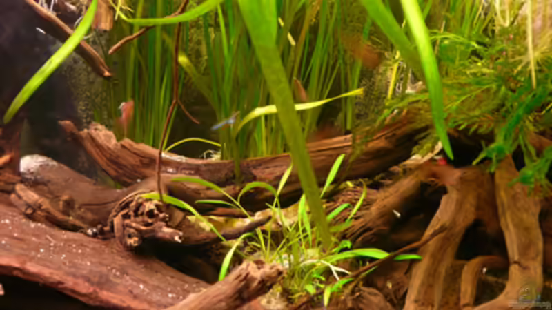 Dekoration im Aquarium 133er von Cichlid Power (9)