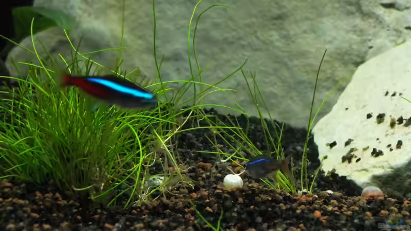 Dekoration im Aquarium 160 Liter von Stony (4)