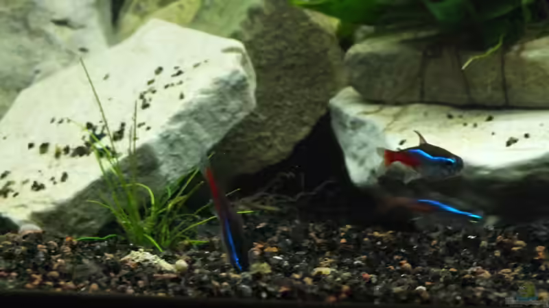 Dekoration im Aquarium 160 Liter von Stony (5)