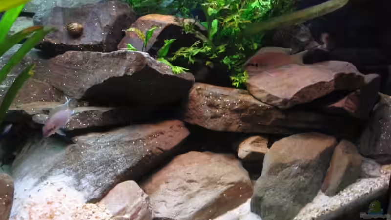Dekoration im Aquarium 160l Tanganjika (Existiert nicht mehr!) von -serok- (7)