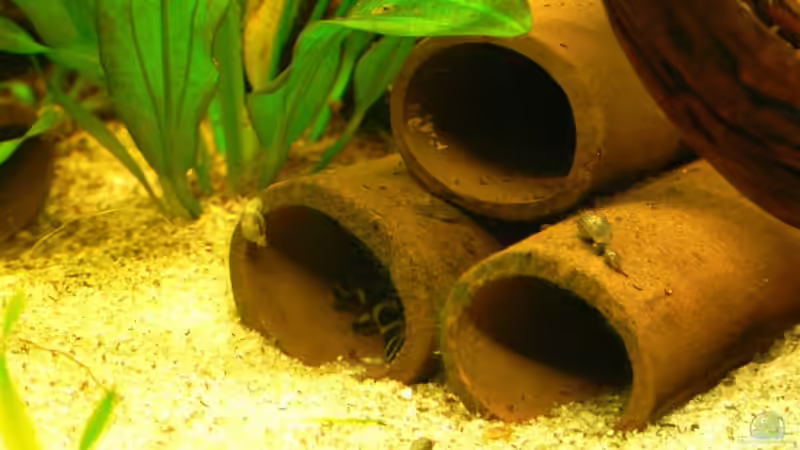 Dekoration im Aquarium 160L von Lexterpower (14)