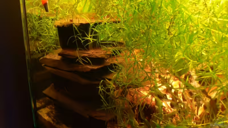 Dekoration im Aquarium 160L von Lexterpower (15)