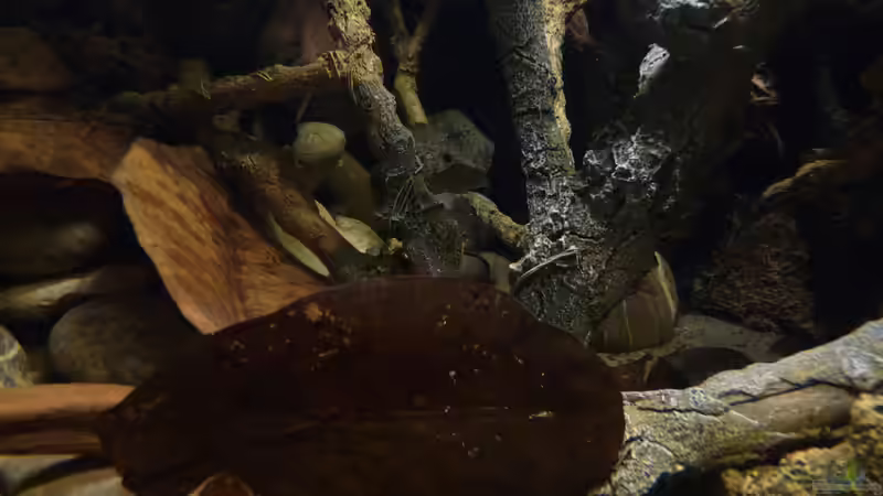 Dekoration im Aquarium 190er Roots &amp; stones von Steffen S. (10)