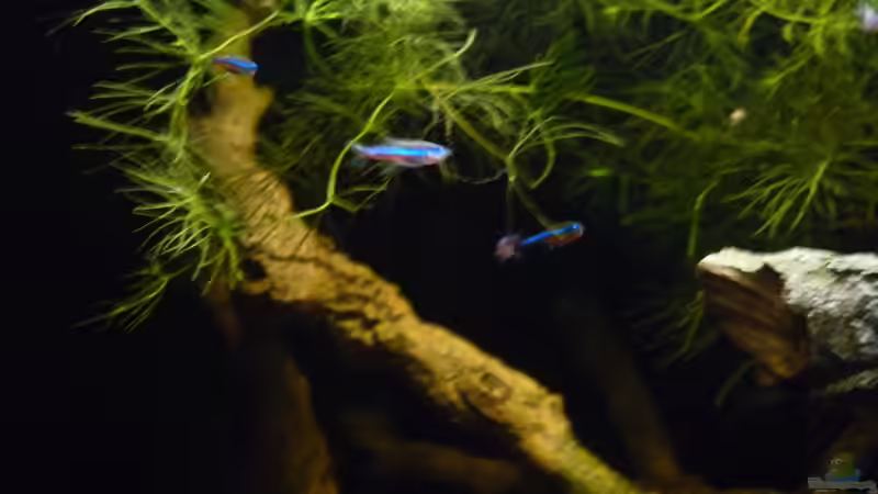 Dekoration im Aquarium 190er Roots &amp; stones von Steffen S. (11)