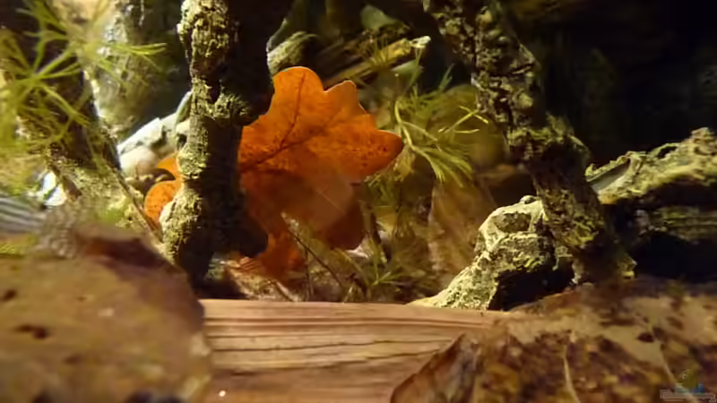 Dekoration im Aquarium 190er Roots &amp; stones von Steffen S. (12)