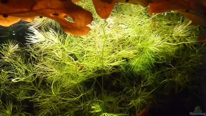 Dekoration im Aquarium 190er Roots &amp; stones von Steffen S. (13)